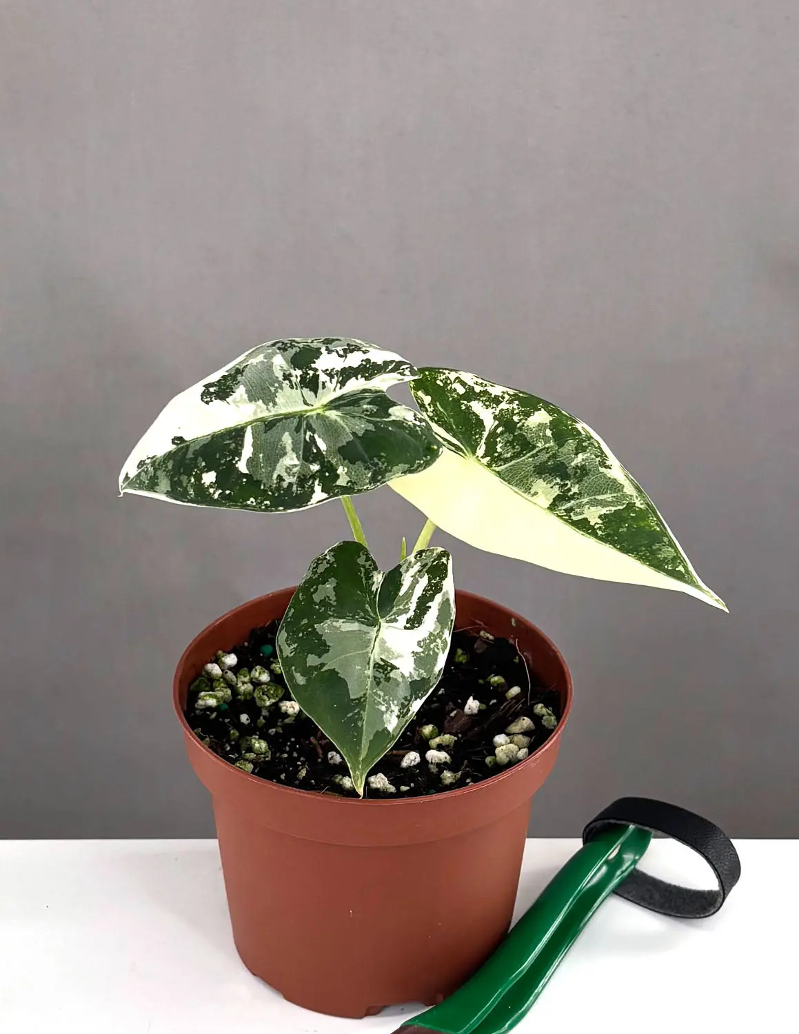 Alocasia Frydek Variegated