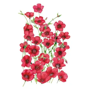 Scarlet Flax Heirloom Seeds Scarlet Flax Heirloom Seeds