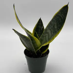 Sansevieria trifasciata  4" Pot  Snake Plant Low Indoor House Plant for Home Decor Sleek Design Compact Size Air-Purifying