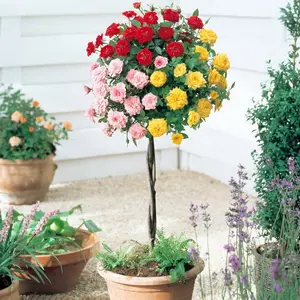 102 Climbing Rose Vine Seeds - Rosa Bush Seeds, Long-Blooming Outdoors Ornamental Climbing Flowers