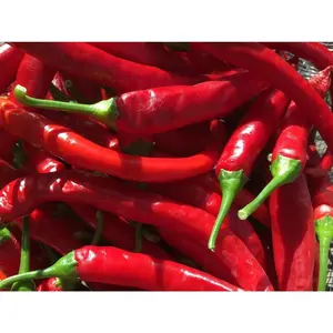 Long Cayenne Pepper Seeds - Hot & Spicy (20+ Seeds)