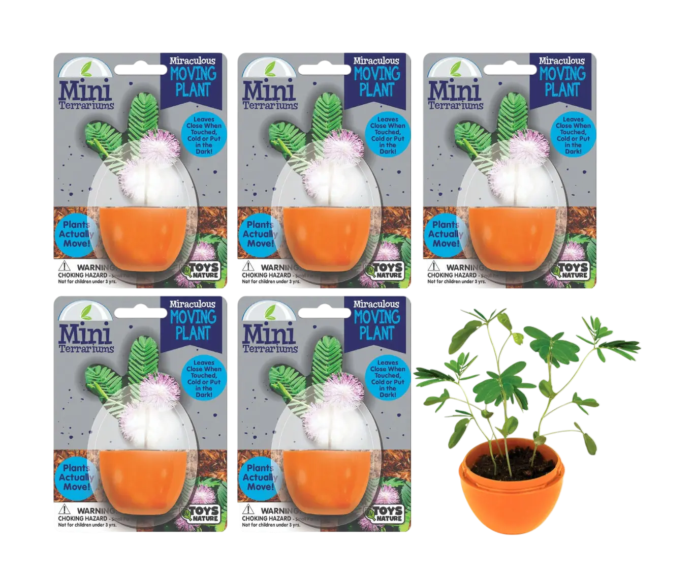 Mini Terrarium Moving Plant - Multipack of 5