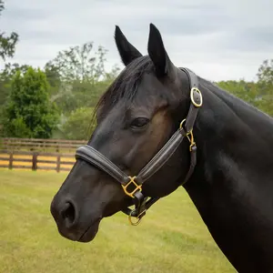 Jeffers Softie Padded Leather Halter for Horses Jeffers Softie Padded Leather Halter for Horses