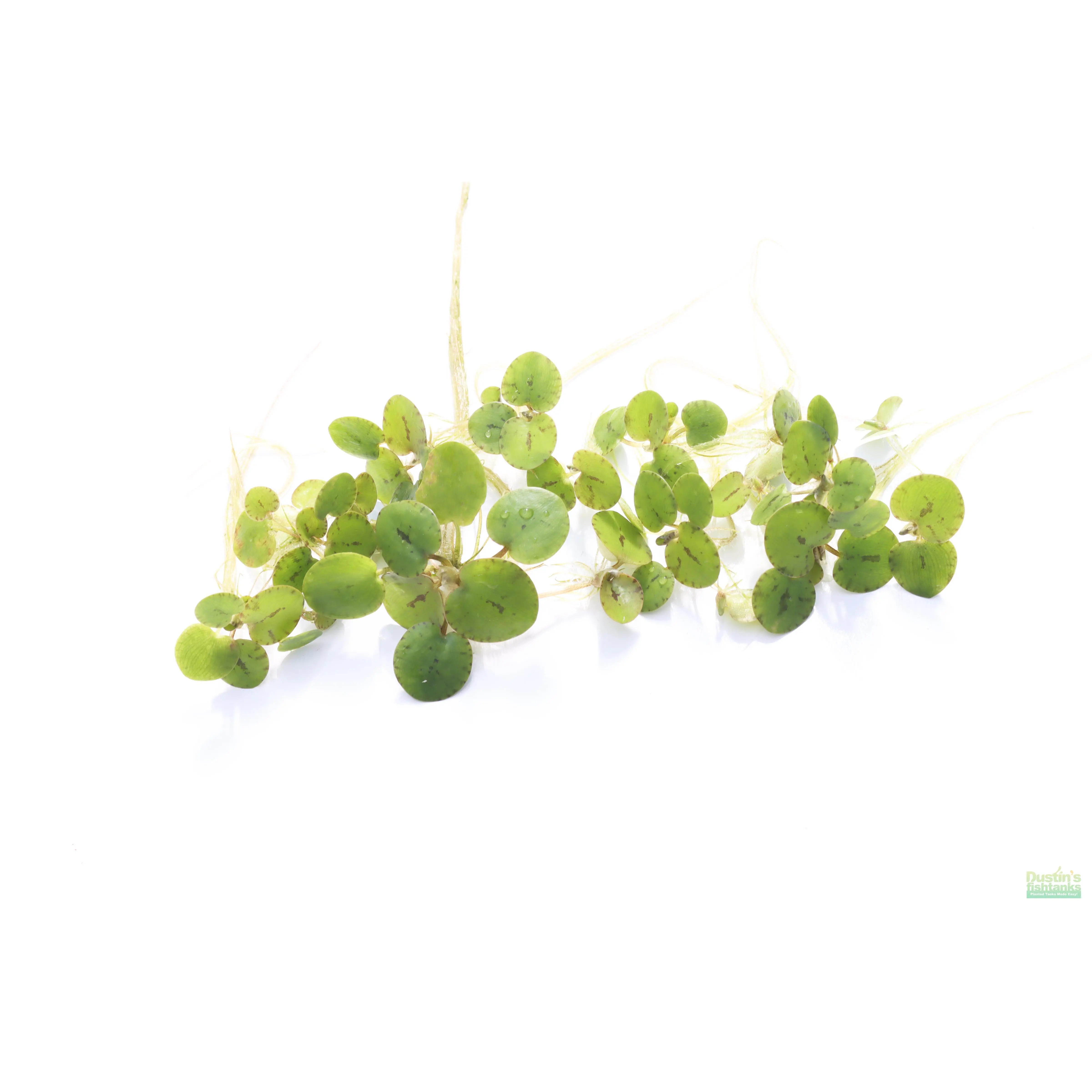 Frog bit  (the perfect Floater)