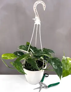 Epipremnum Pinnatum Variegated