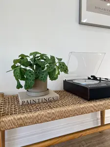 Taupe Grey Ceramic Plant Pots with Saucers