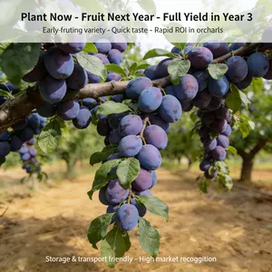 Prune Plum Fruit Tree Seedling | Start Your Backyard Orchard | Easy Care Garden Tree for Beginners | Home Garden Plant for Patio & Yard