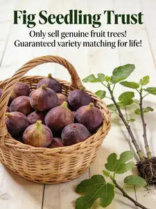 Live Fig Tree Plant for Home Gardening｜Low Maintenance Fruit Tree｜Great for Backyard & Patio Growing