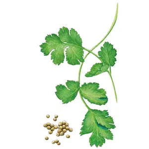 Long Standing Santo Cilantro/Coriander Seeds Long Standing Santo Cilantro/Coriander Seeds