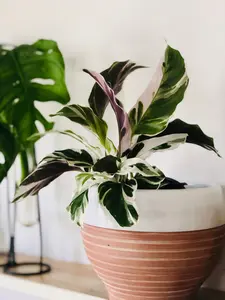 Calathea White Fusion - 4" Pot