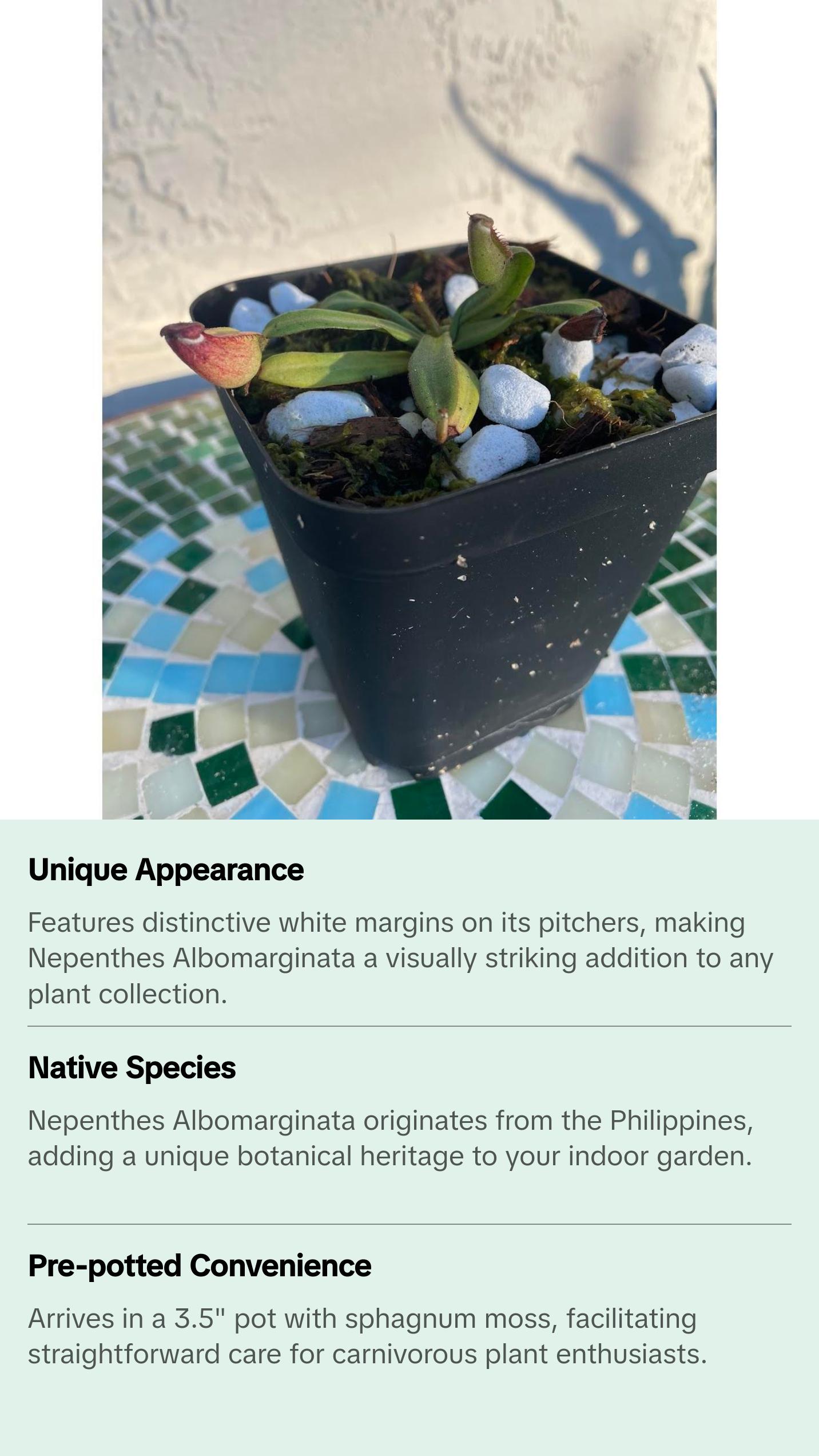 Nepenthes Albomarginata in a 3.5" pot