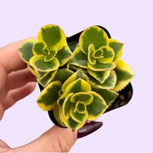 2” Crassula Sarmentosa Comet Succulent Plant