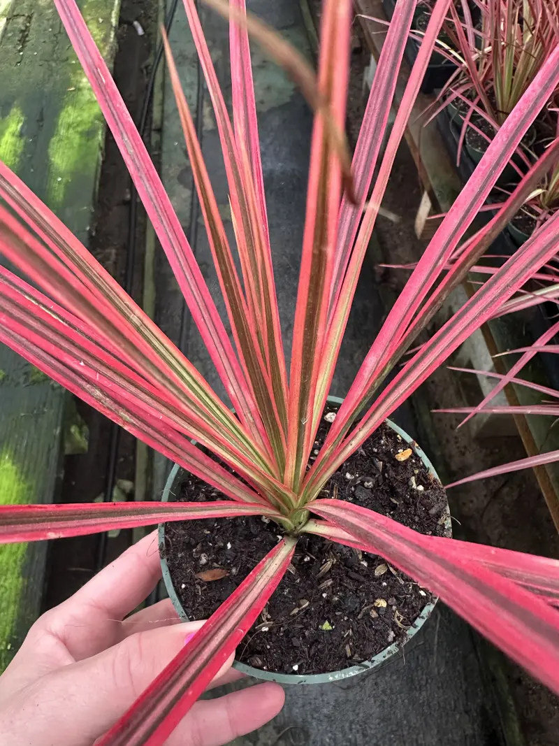 dracaena marginata cuidados - TikTok Shop