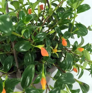 Premium Goldfish Plant - 6" Hanging Basket - Blooms Frequently!