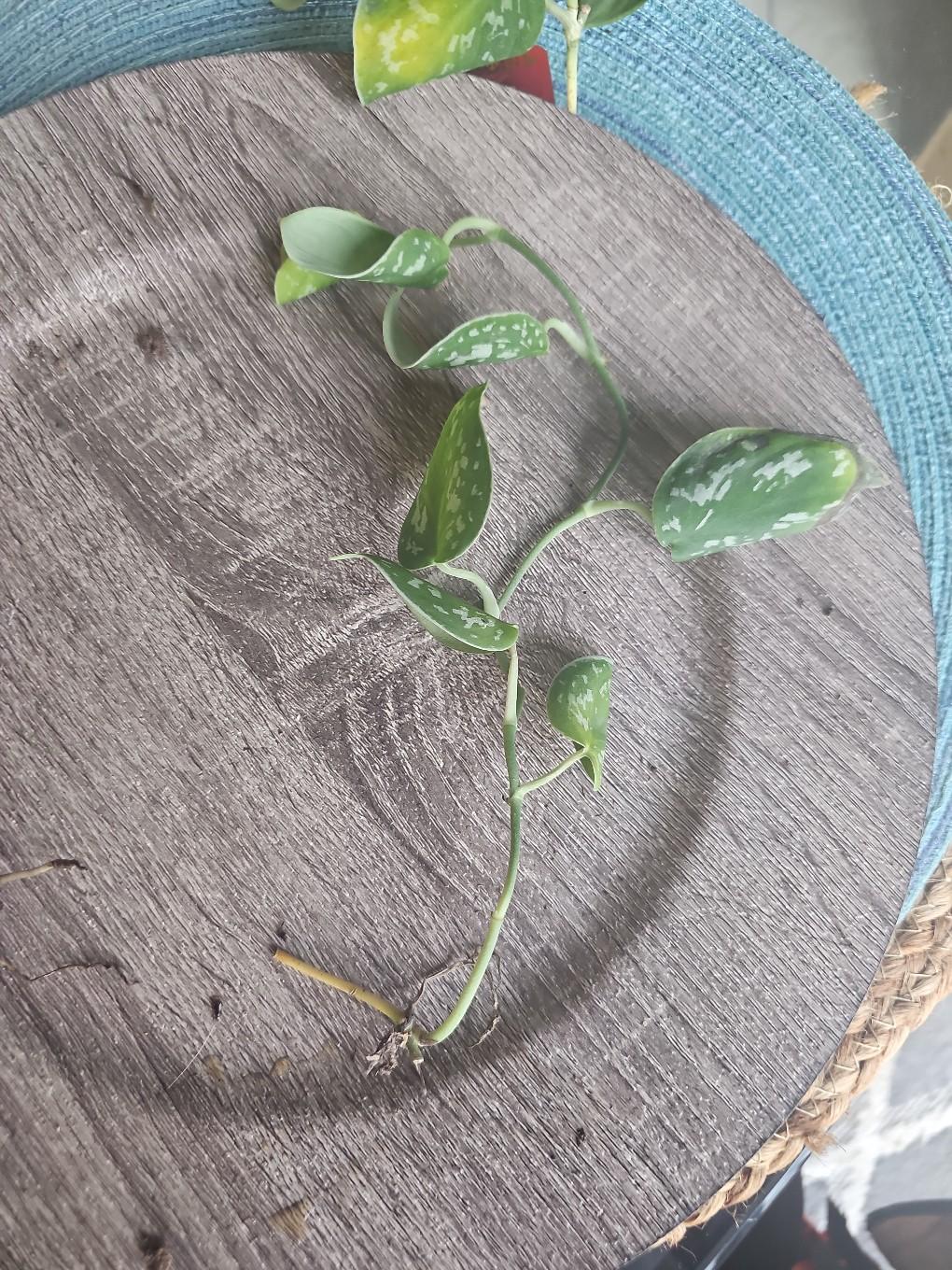 silver pothos rooted - free shipping
