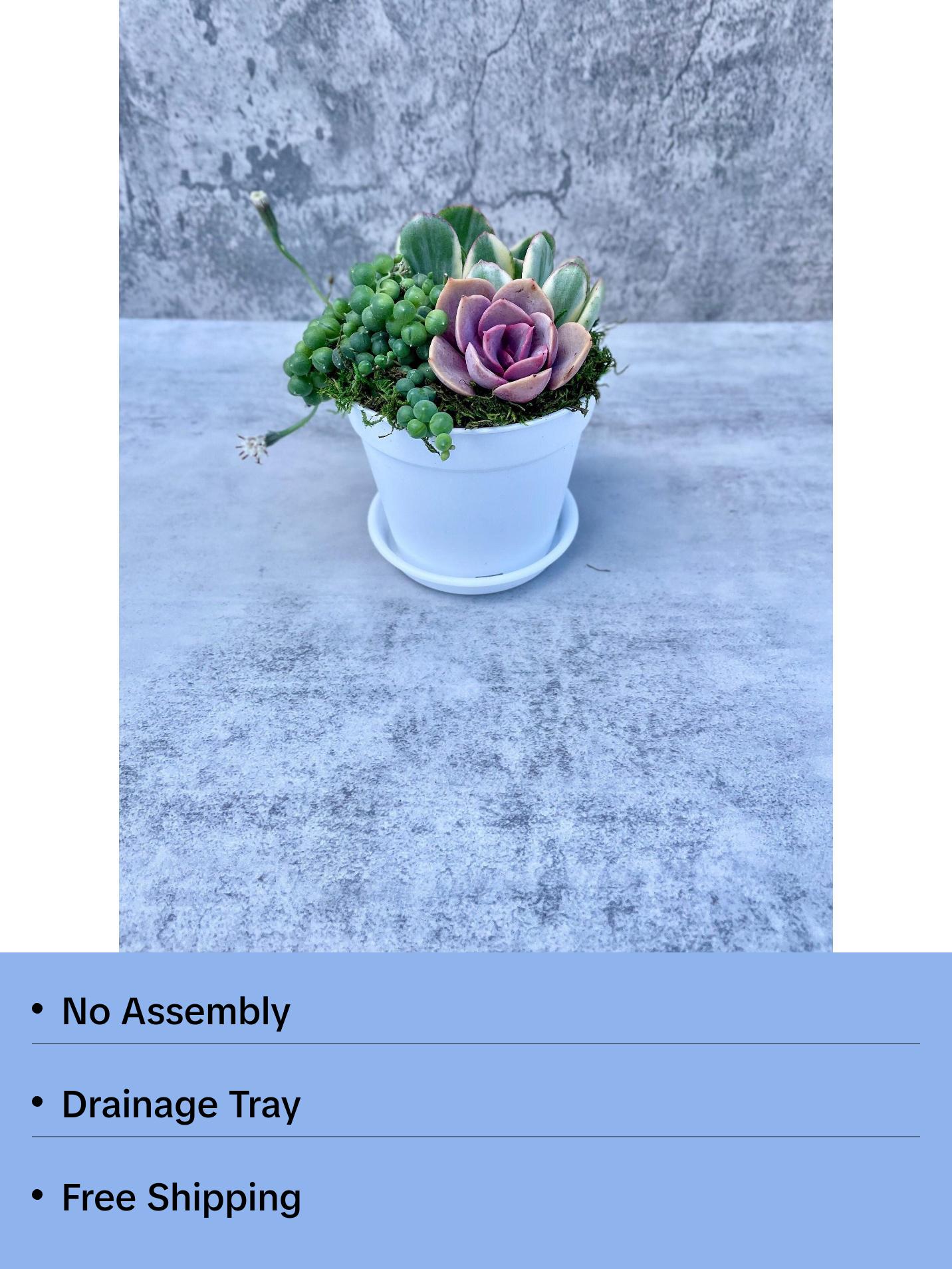 Beach House Succulent Garden - Potted Succulents - Ships Free!