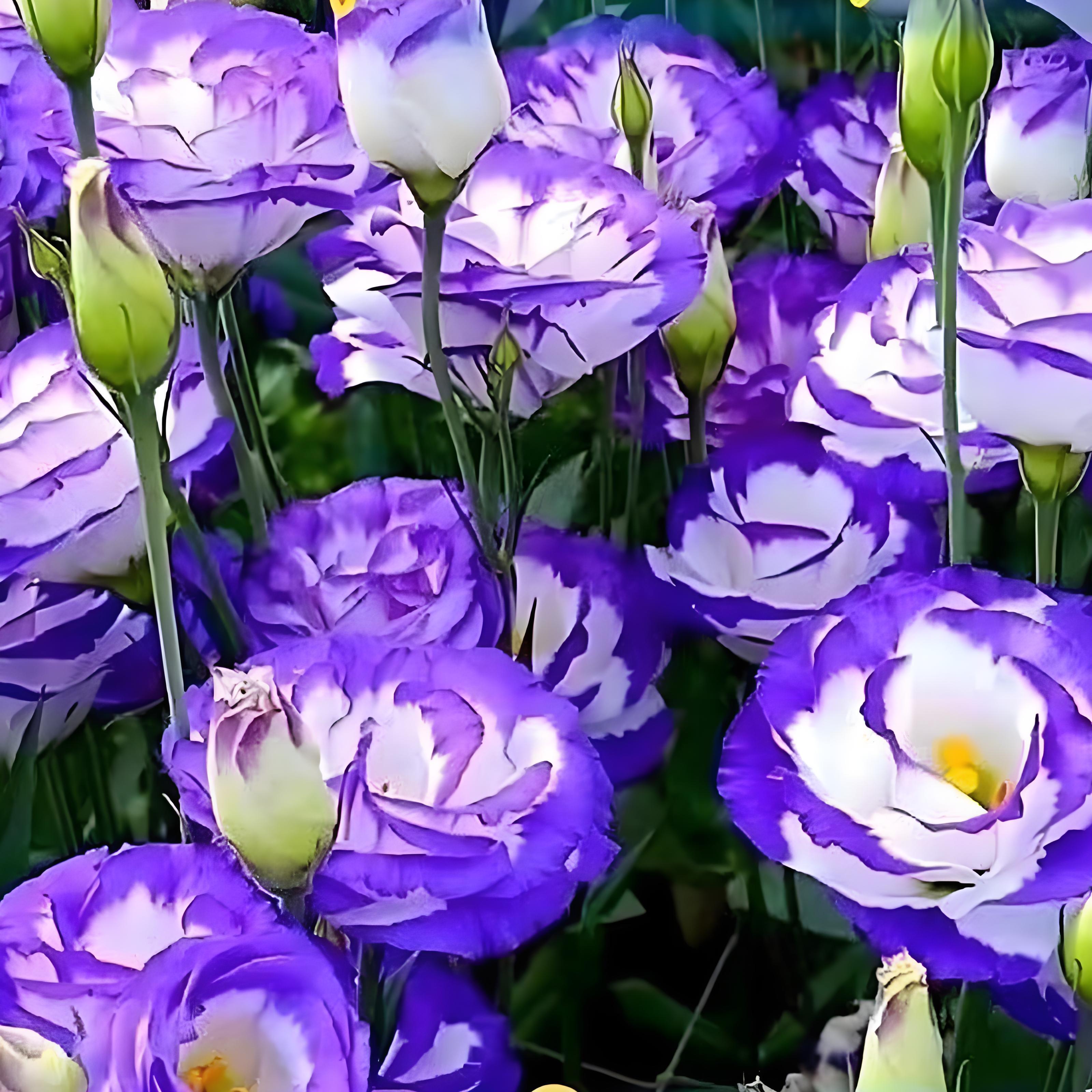800 Pcs Lisianthus Seeds for Planting-Perennial Eustoma Grandiflorum Flower Plants Seeds