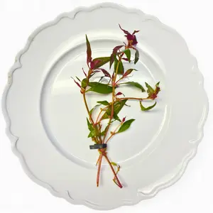 Tofu's Tanks Scarlet Temple Live Aquarium Plant (Alternanthera reineckii) Bunches- Add a pop of color to your aquarium!