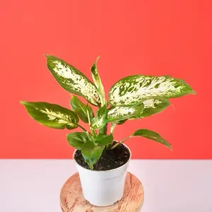 Dieffenbachia Compacta - 4” Pot