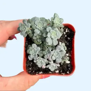 2” Sedum spathulifolium 'Cape Blanco' Stonecrop