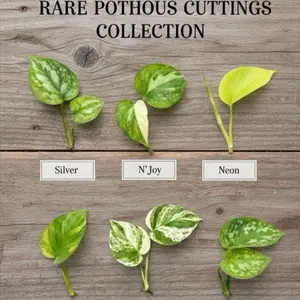Rare Pothos Cuttings Mix 12 Cuts - Golden Pothos / Marble Queen Pothos/Satin Pothos / Silver Pothos/Njoy /Neon UNROOTED Single node cuttings