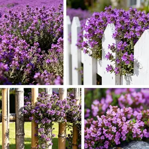 5000 Pcs Creeping Thyme Seeds for Planting – Non-GMO Ground Cover Flowers Edible Herb Seeds for Planting Lawns