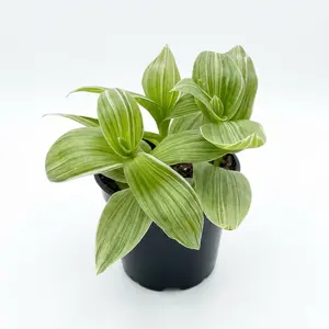 Tradescantia 'Sanna'