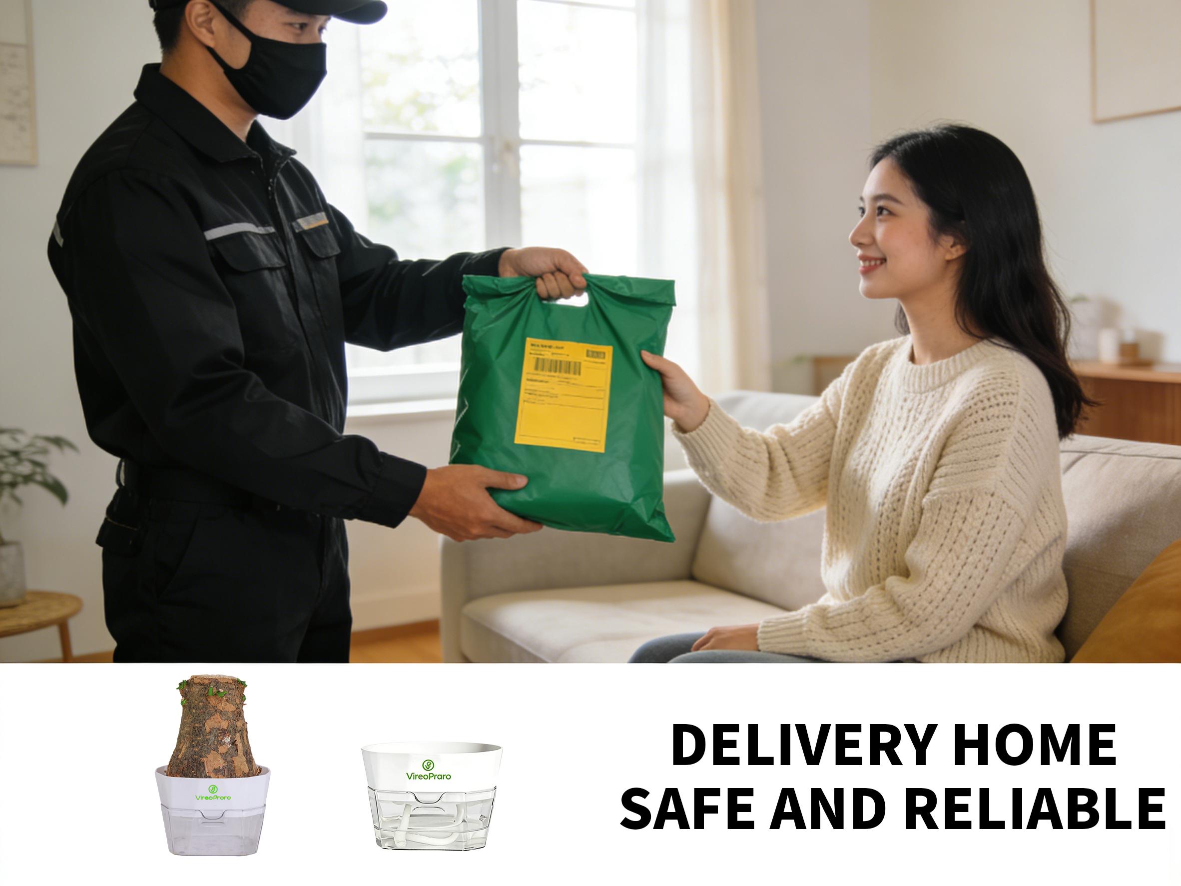 Money Tree Live Plant (Pachira Aquatica) – Lucky Feng Shui Indoor Plant, Easy Care Low Light Houseplant, Beginner Friendly Potted Plant for Home, Office & Gift