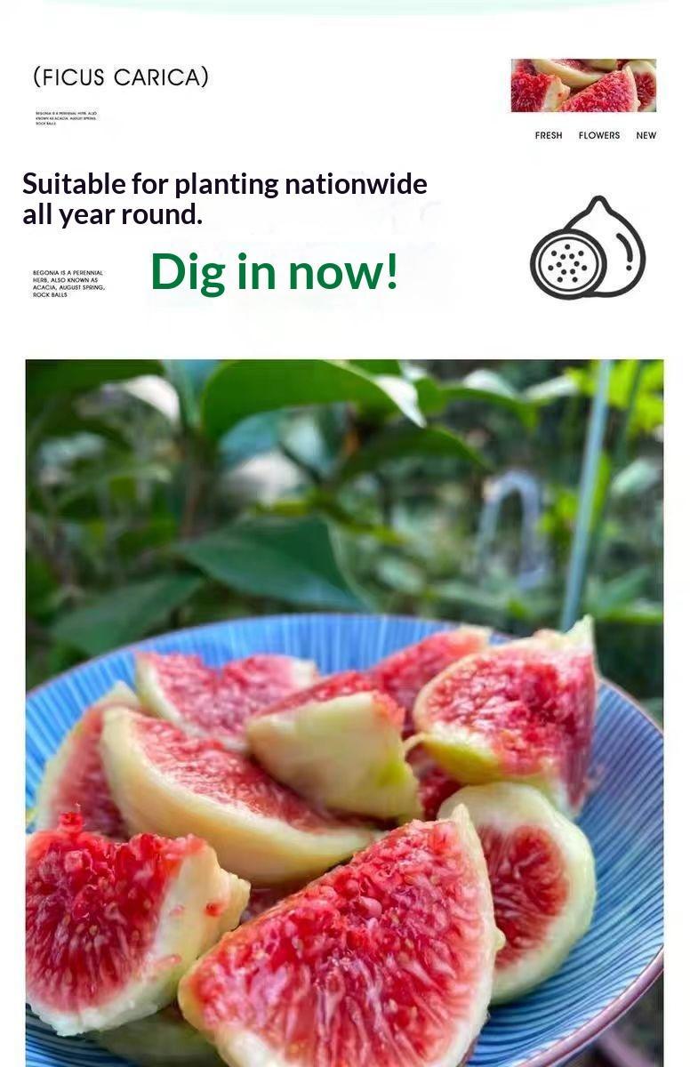 Heirloom Non-GMO Fig Tree Live Plant Seedling – Fast Growing Perennial Fruit Tree for Outdoor Garden, Patio, Container & Yard Planting, Easy to Grow, Ideal for Beginners & Home Orchard