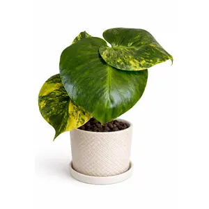 4" Monstera Deliciosa 'Yellow Marilyn'