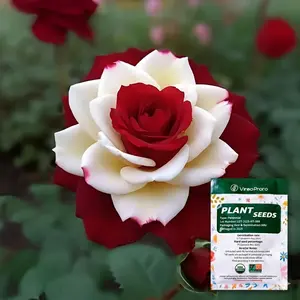 Rare Red & White Two-Tone Rose Seeds for Planting - Charming Garden Flowers - Non-GMO, Heirloom Variety - Includes Growing Instructions, Easy to Grow - Perfect Gardening Gifts