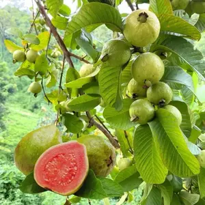 Guava seeds, suitable for potted plants, greenhouses and outdoor gardens, easy-to-cultivate fruit tree seeds.
