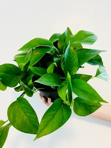 Jade Pothos - Epipremnum Aureum 'Jade' - 6" Pot