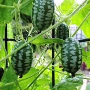Cucamelon Seeds - Experience the Taste of Mexican Sour Gherkin Mini Thumb Watermelons in Your Home Garden