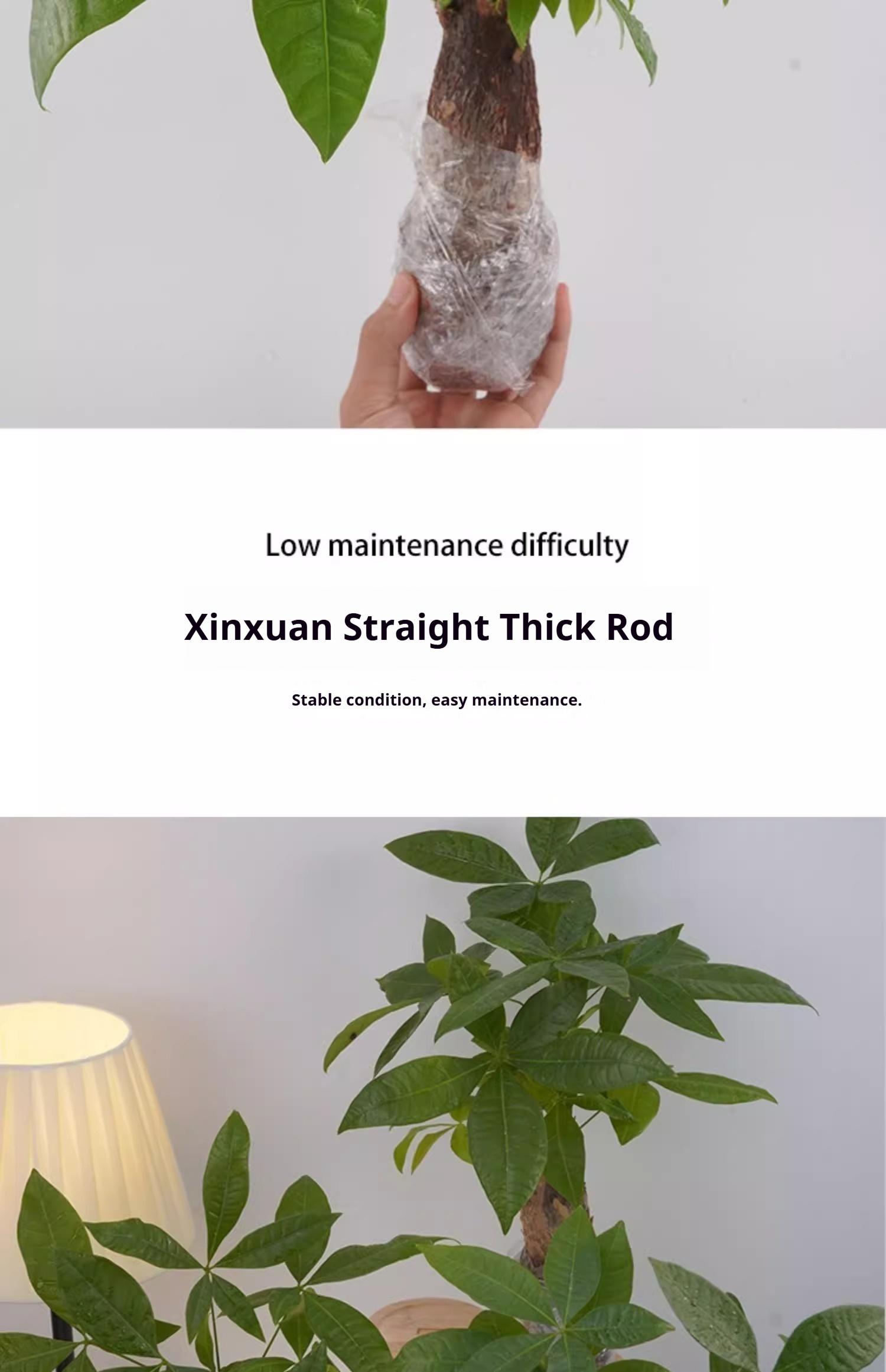 Prosperity Money Tree - Pest-Free Evergreen Plant with Undamaged Stems, High Plasticity Bonsai Suitable, Ideal Gift for Relatives & Beginners (Indoor/Office Use) Prosperity Money Tree - Pest-Free Evergreen Plant with Undamaged Stems, High Plasticity Bonsai Suitable, Ideal Gift for Relatives & Beginners (Indoor/Office Use)