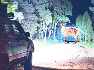 Nilight Headlight Assembly for 1999 2000 2001 2002 Chevy Silverado Avalanche 1500 1500HD 2500 2500HD 3500 Chevrolet Tahoe Suburban Replacement Headlamp Housing Bumper Lights Set