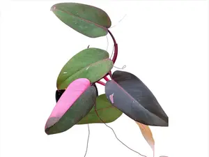 Philodendron Pink Princess (seedling)