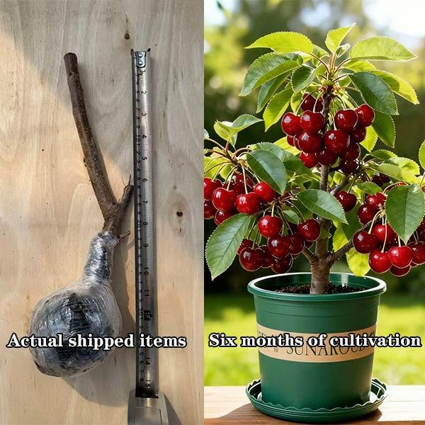Heirloom Non-GMO Cherry Live Plant Seedlings – Compact Starter Fruit Trees for Home Garden, Patio & Containers | Easy to Grow Dwarf Cherry Tree for Beginners | Outdoor & Backyard Orchard Plant | Produces Sweet Cherries | Perfect Gift for Garden Lovers