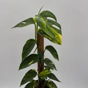 Epipremnum Yellow flame 6" pot totem pole   | Rare plant | collector's plant | new arrival
