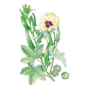 Clemson Spineless 80 Okra Seeds Clemson Spineless 80 Okra Seeds
