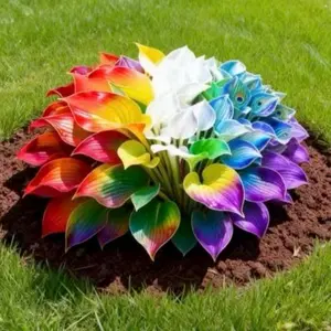 1000+ Rare Rainbow Hosta Seeds – Unique Decorative Plants for Backyard Gardens