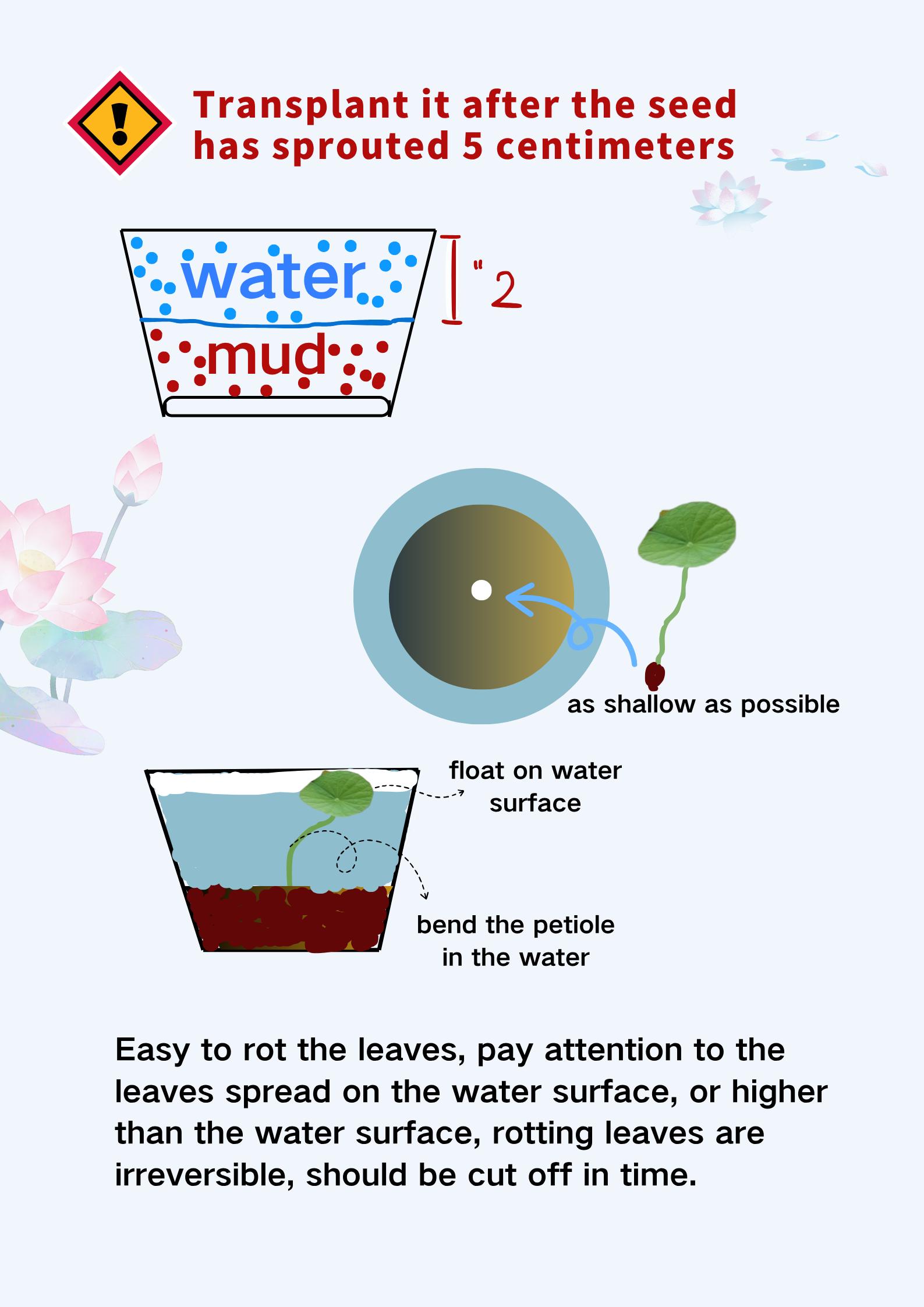 Rare Mixed Color Bonsai Bowl Lotus Seeds Fot Planting - 35 Pre-Cut Bonsai Lotus Flower Seeds in Water – Non-GMO, Heirloom - Grow Stunning Lotus Flowers in Ponds & GardensExotic Water Lily Flower Plant Seeds for Ornamental Pond and Home Planting