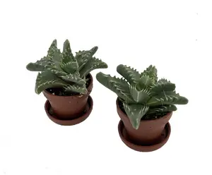 Tiger Jaws Plant - Faucaria tigrina - 2 Pack in 1" Pots with Saucer