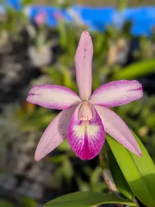 C. Volcano Wonderland 'V.Q' x BC. Walter August 'Pink Flare' | BS not in bloom