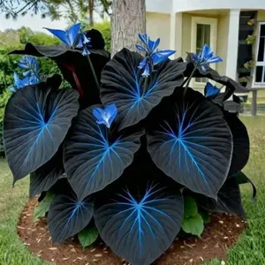1000 Hosta Seeds – Reliable Outdoor Perennials for Seasonal Planting and Long-Term Growth