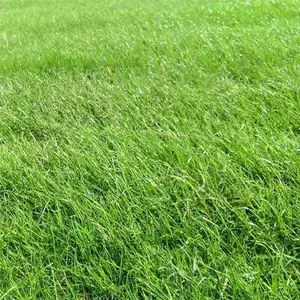 3000+ quick-germinating grass seeds for a lush green yard! Perfect for home gardens