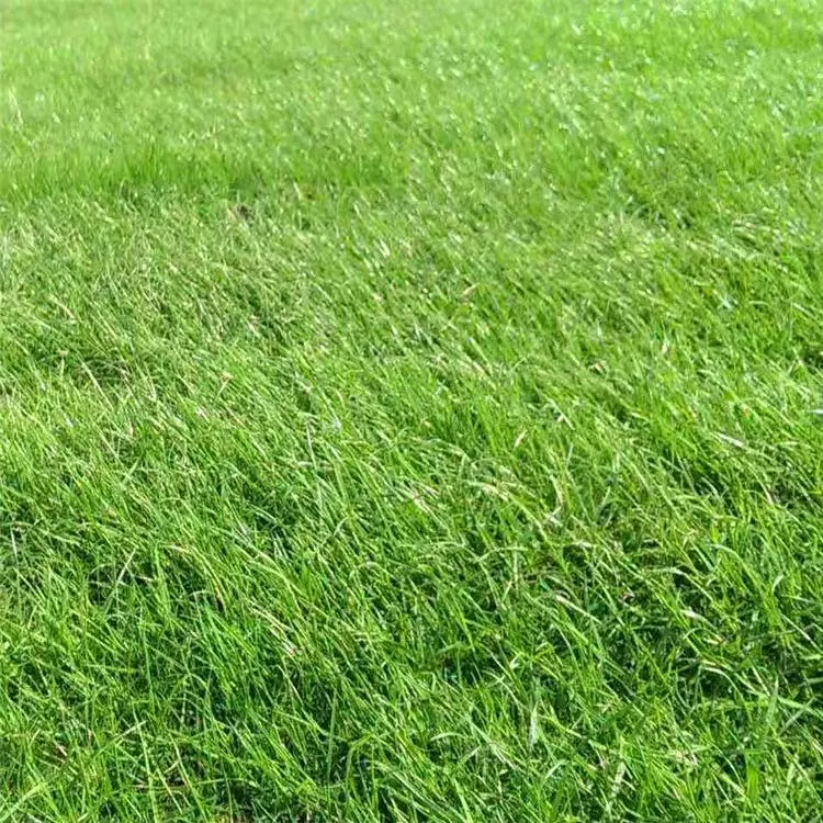 3000+ quick-germinating grass seeds for a lush green yard! Perfect for home gardens