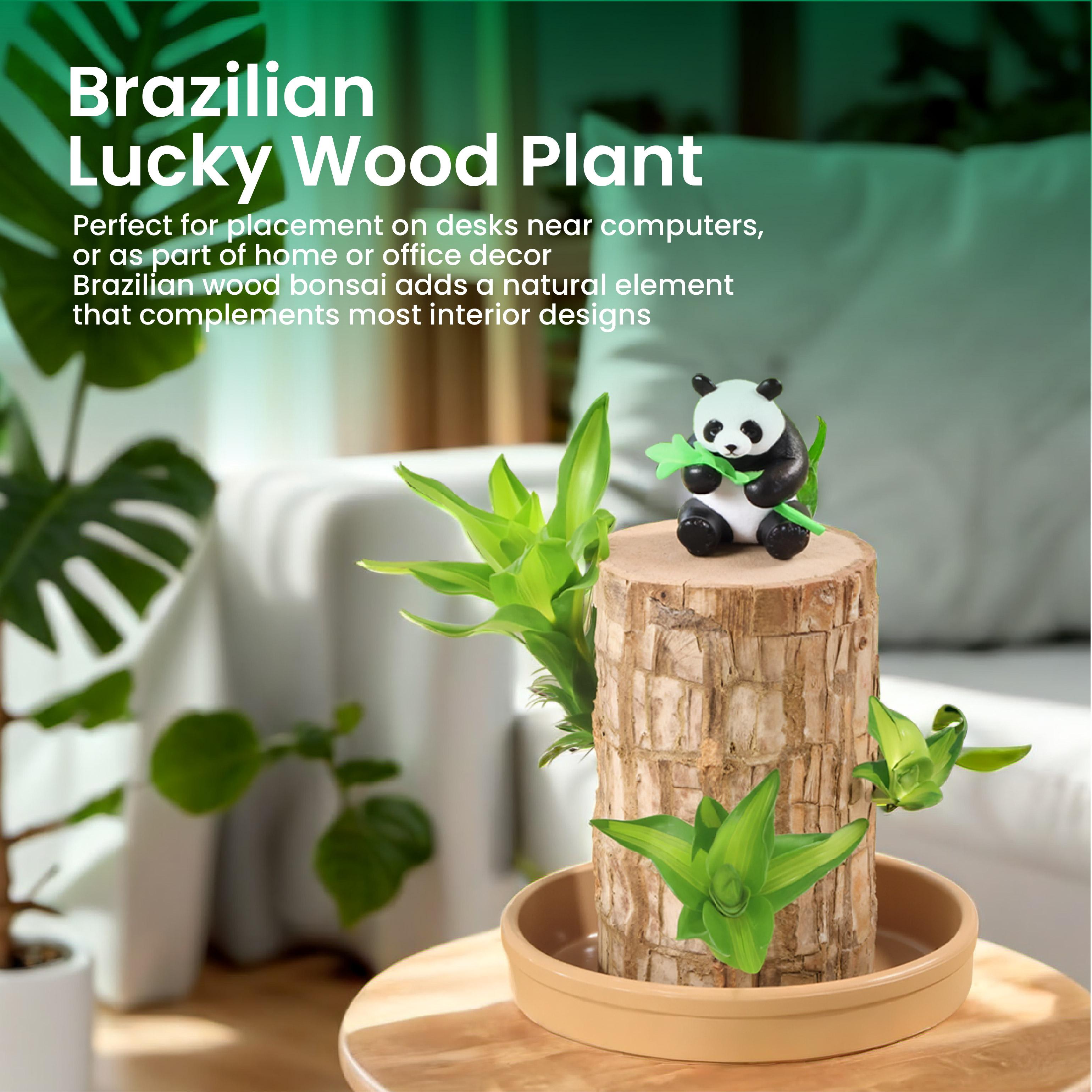 Brazilian lucky wood, 2026 new lucky Brazilian wood potted plant, mini Brazilian wood hydroponic plant, desktop decoration with double-layer water supply basin