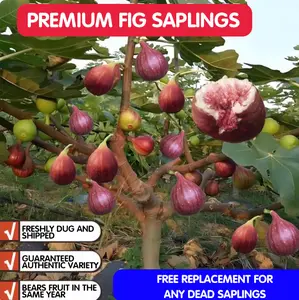 Organic Fig Tree – Easy to Grow, Perfect for U.S. Backyard Gardens | 5-Year Mature Tree | Fruits in the First Year
