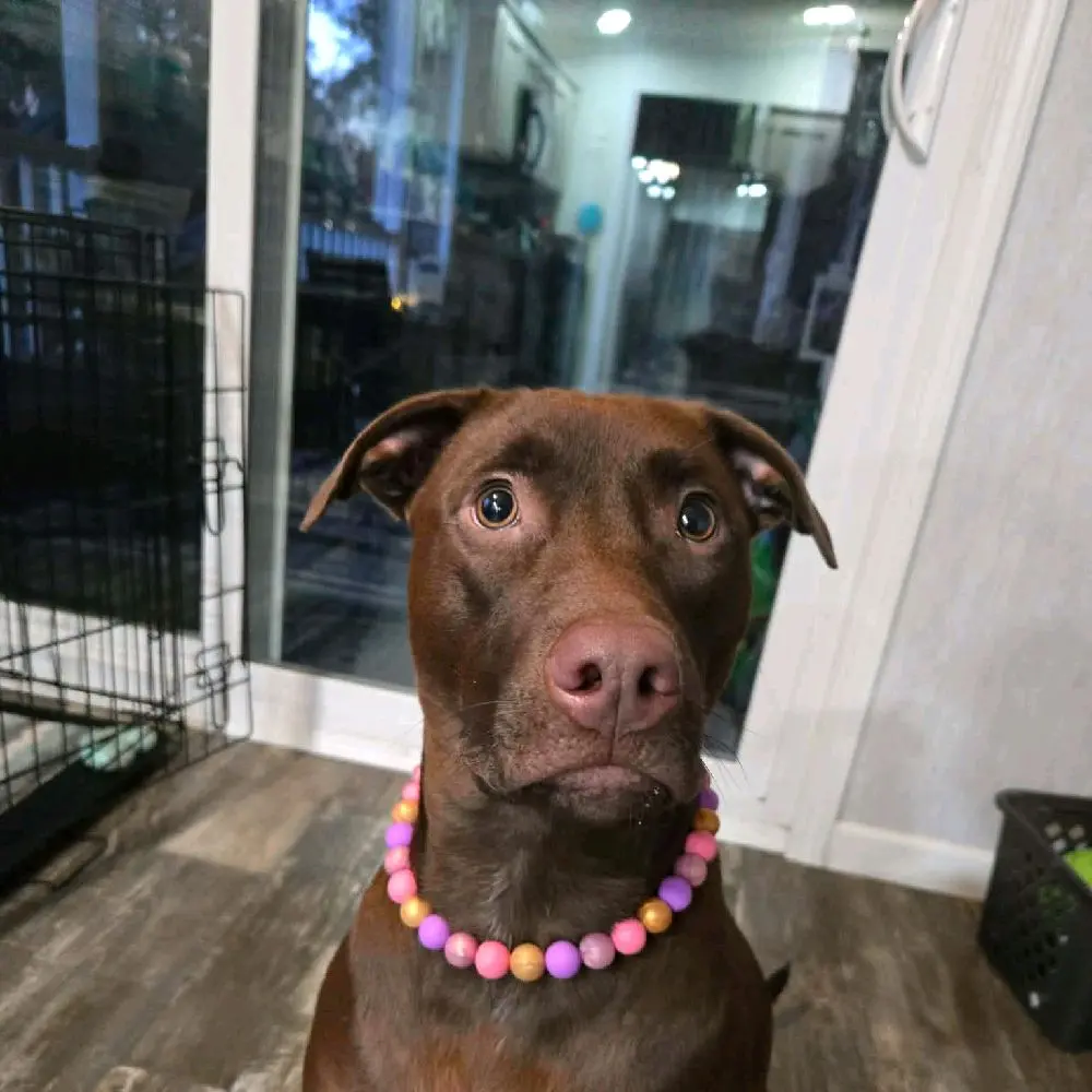 Personalized Dog Necklace